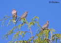 Columba fasciata